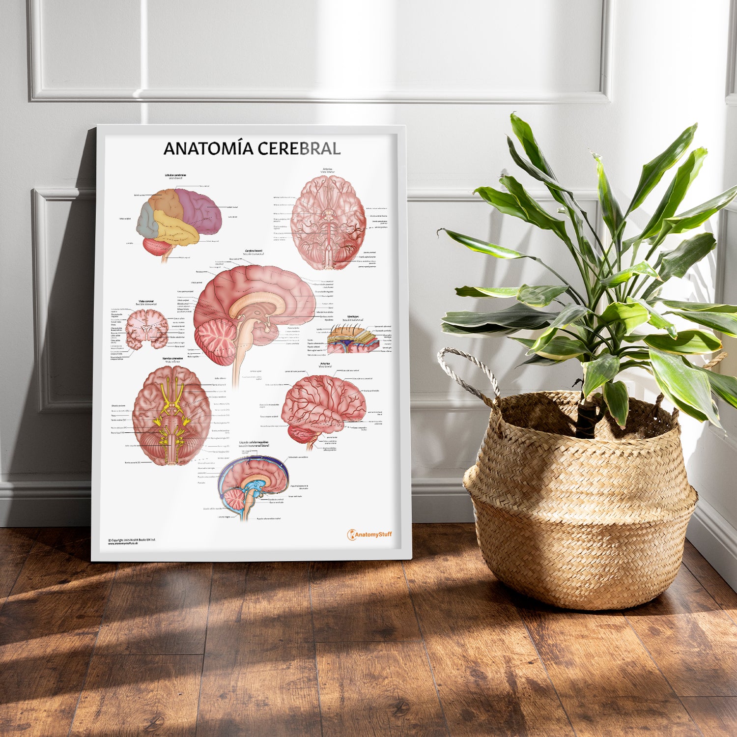Anatomía Cerebral Chart / Poster - Spanish