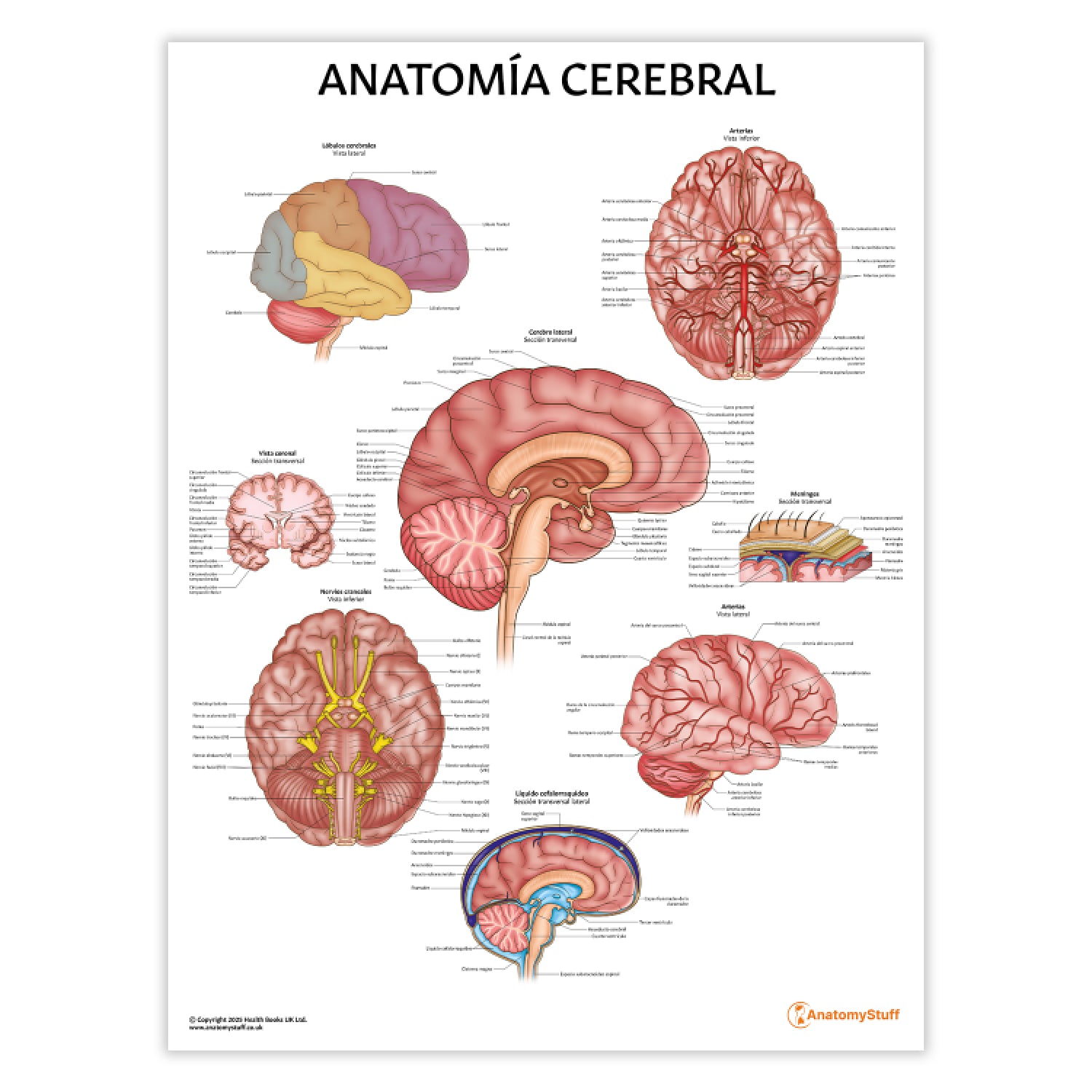 Anatomía Cerebral Chart / Poster - Spanish