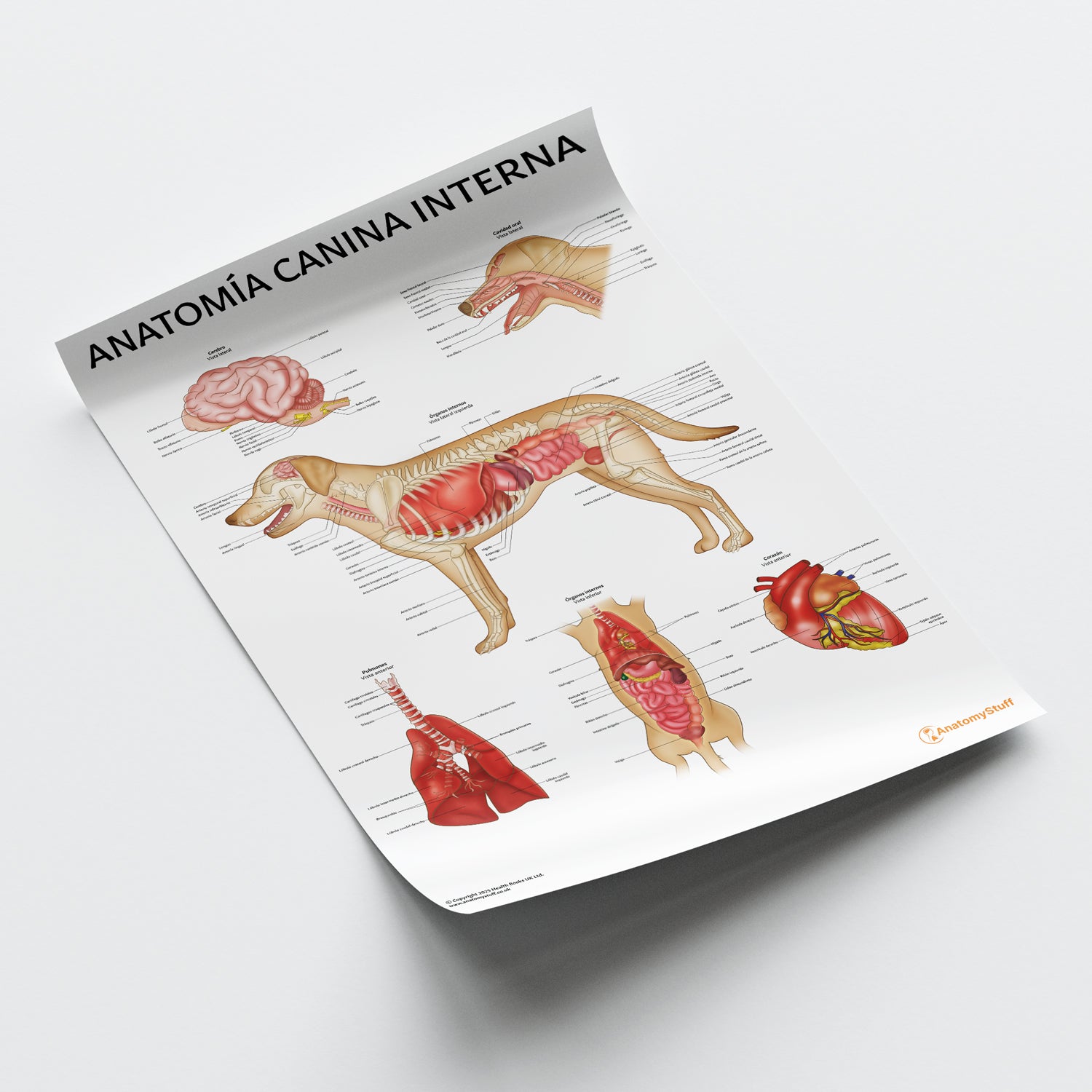 Anatomía Canina Interna Chart / Poster - Spanish