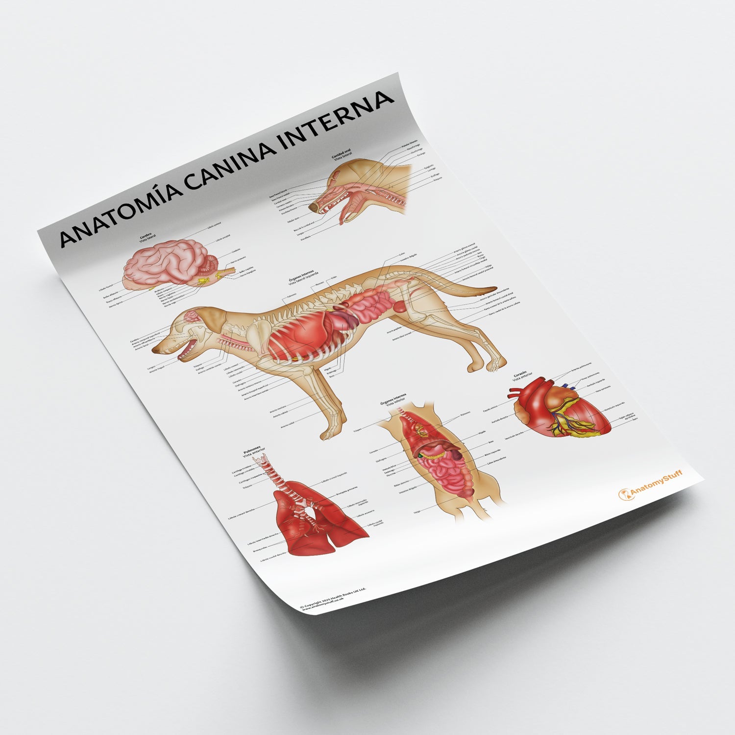 Anatomía Canina Interna Chart / Poster - Spanish