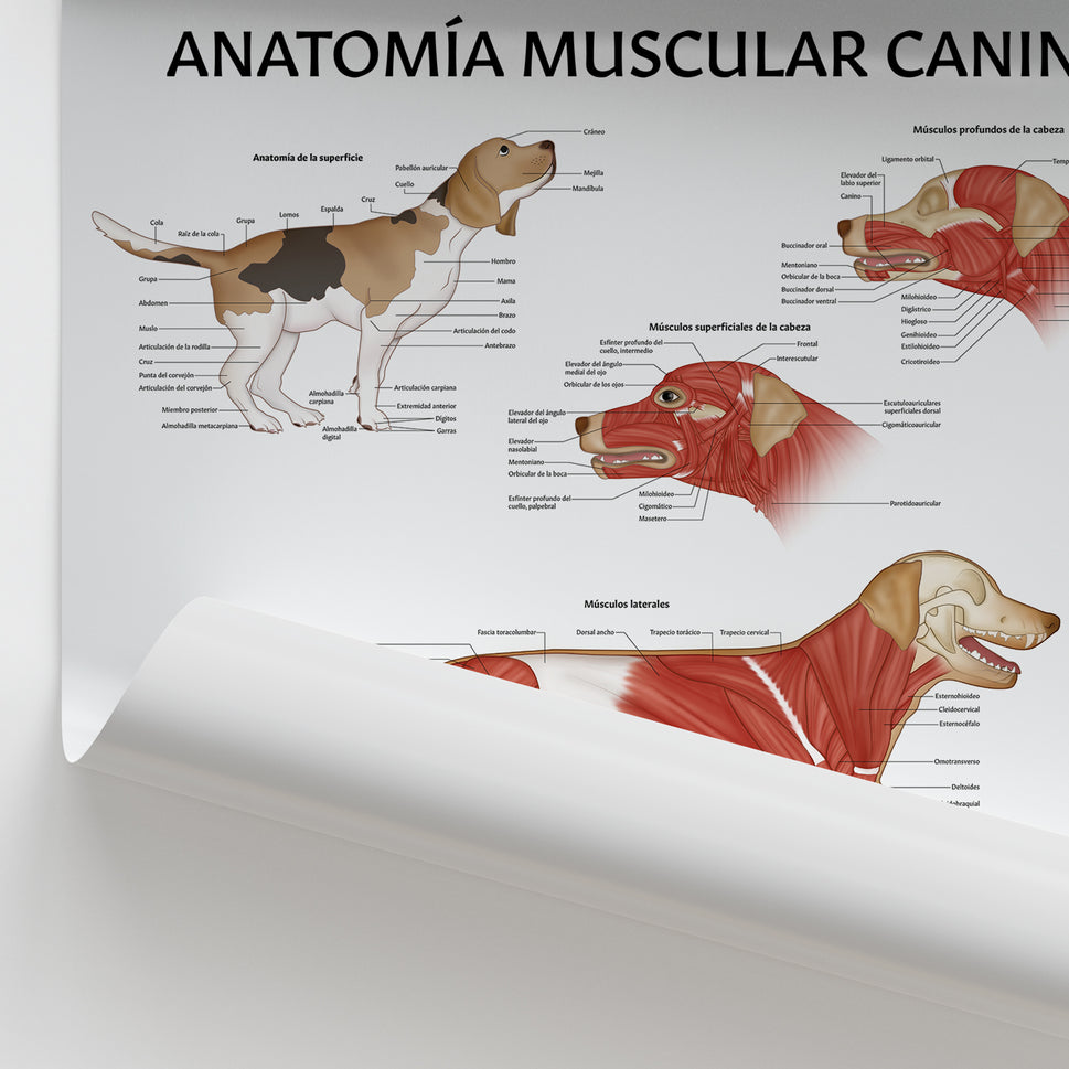Anatomía Muscular Canina Chart / Poster - Spanish