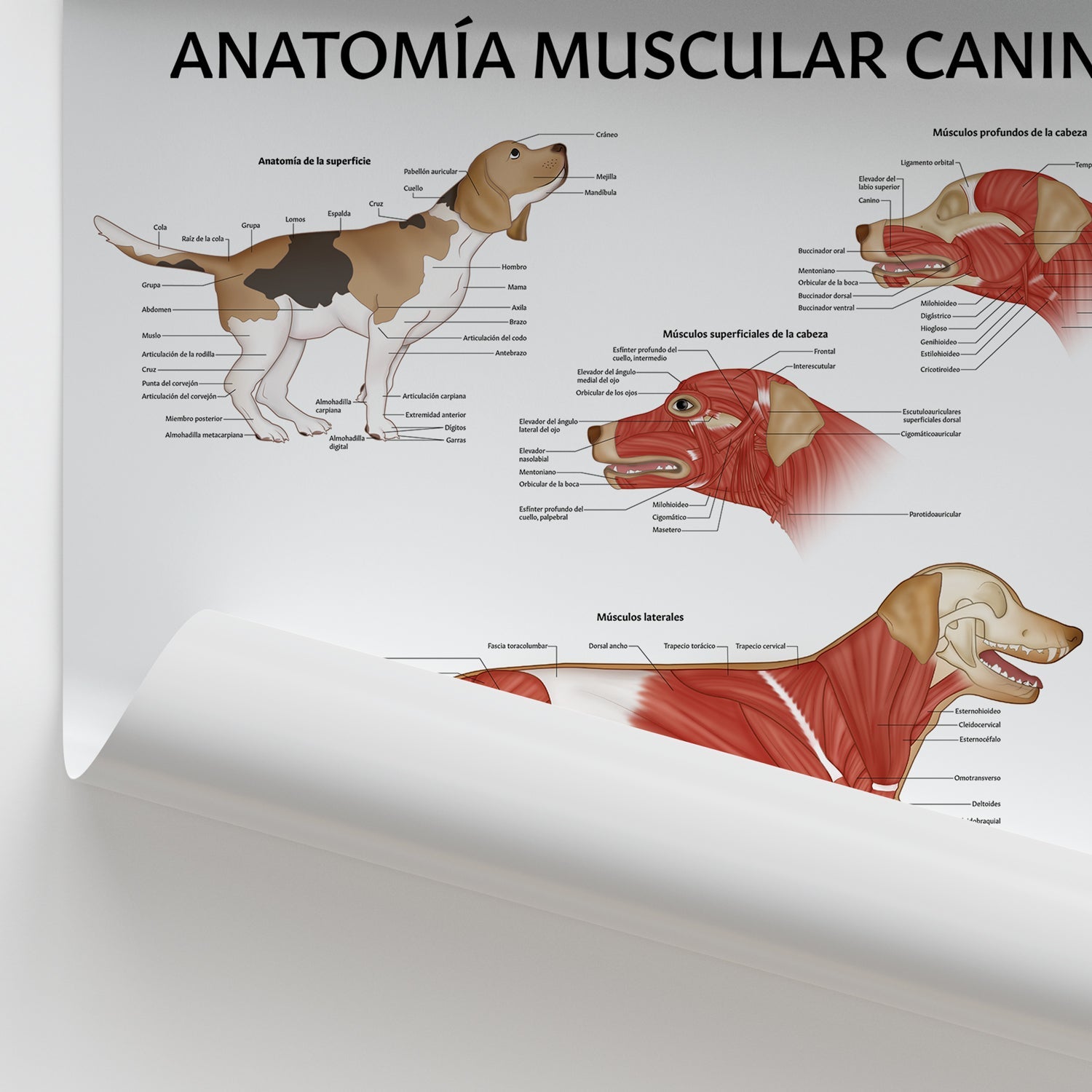 Anatomía Muscular Canina Chart / Poster - Spanish