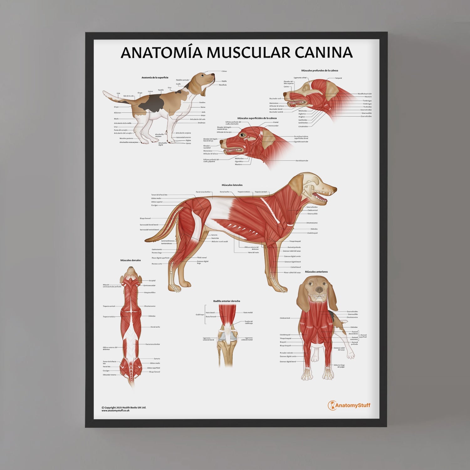 Anatomía Muscular Canina Chart / Poster - Spanish