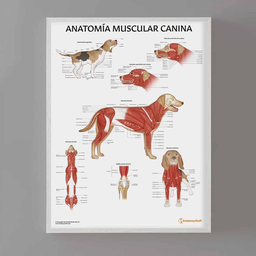 Anatomía Muscular Canina Chart / Poster - Spanish