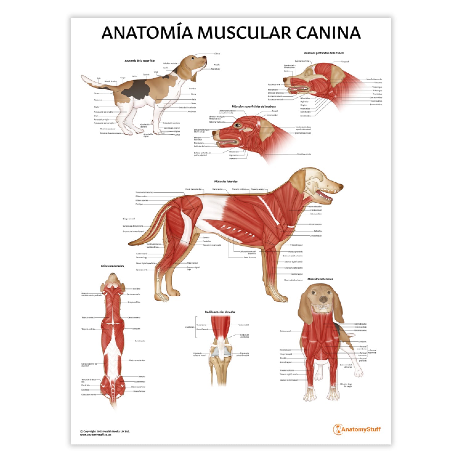 Anatomía Muscular Canina Chart / Poster - Spanish