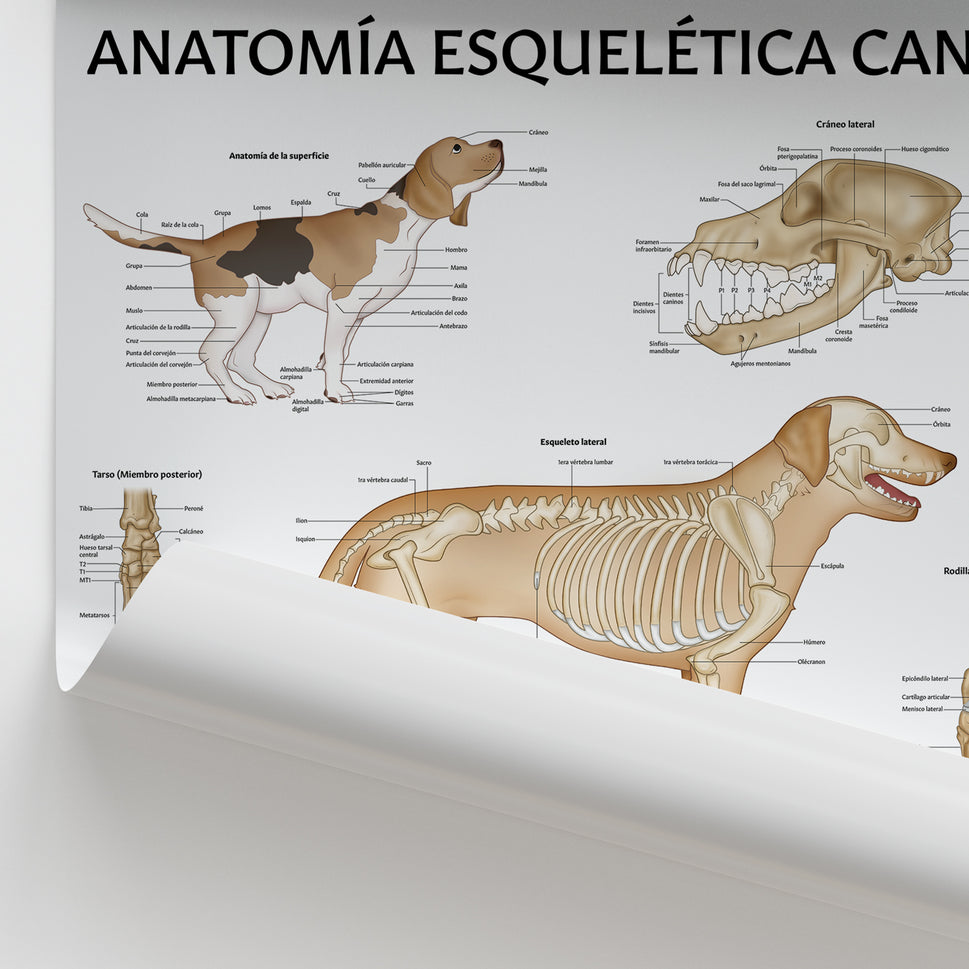 Anatomía Esquelética Canina Chart / Poster - Spanish