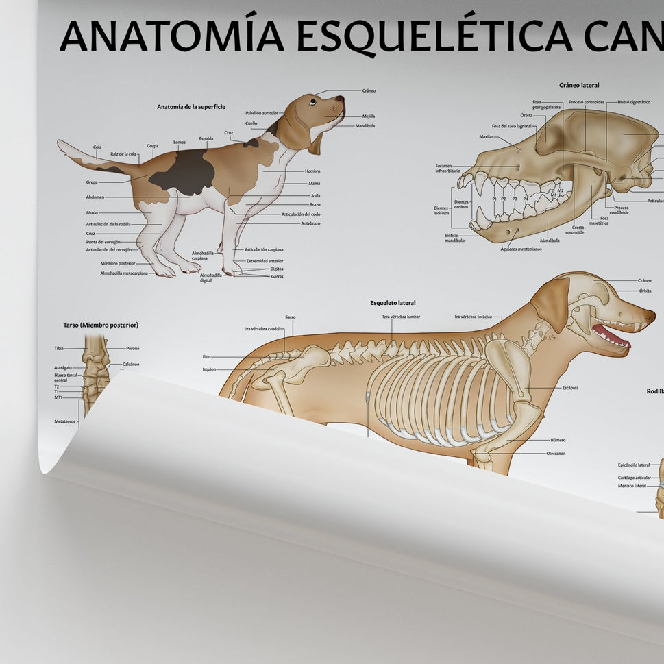 Anatomía Esquelética Canina Chart / Poster - Spanish