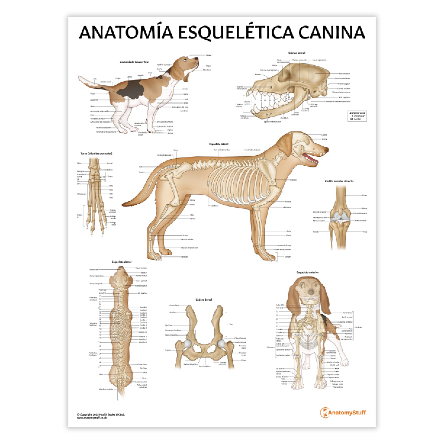 Anatomía Esquelética Canina Chart / Poster - Spanish