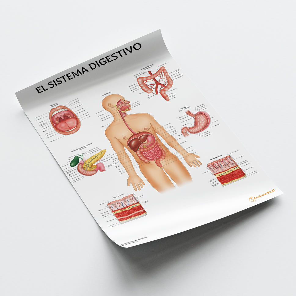 El Sistema Digestivo Chart / Poster - Spanish