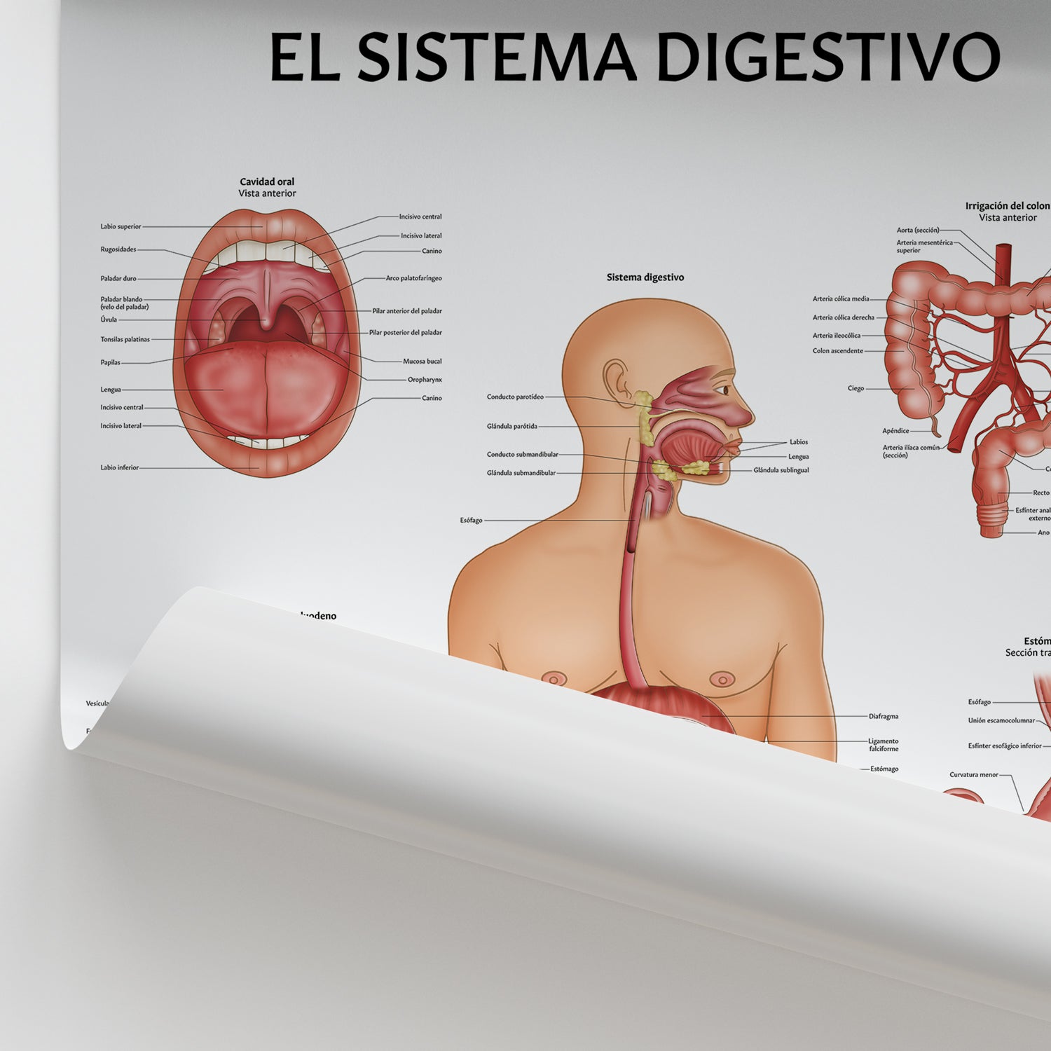 El Sistema Digestivo Chart / Poster - Spanish