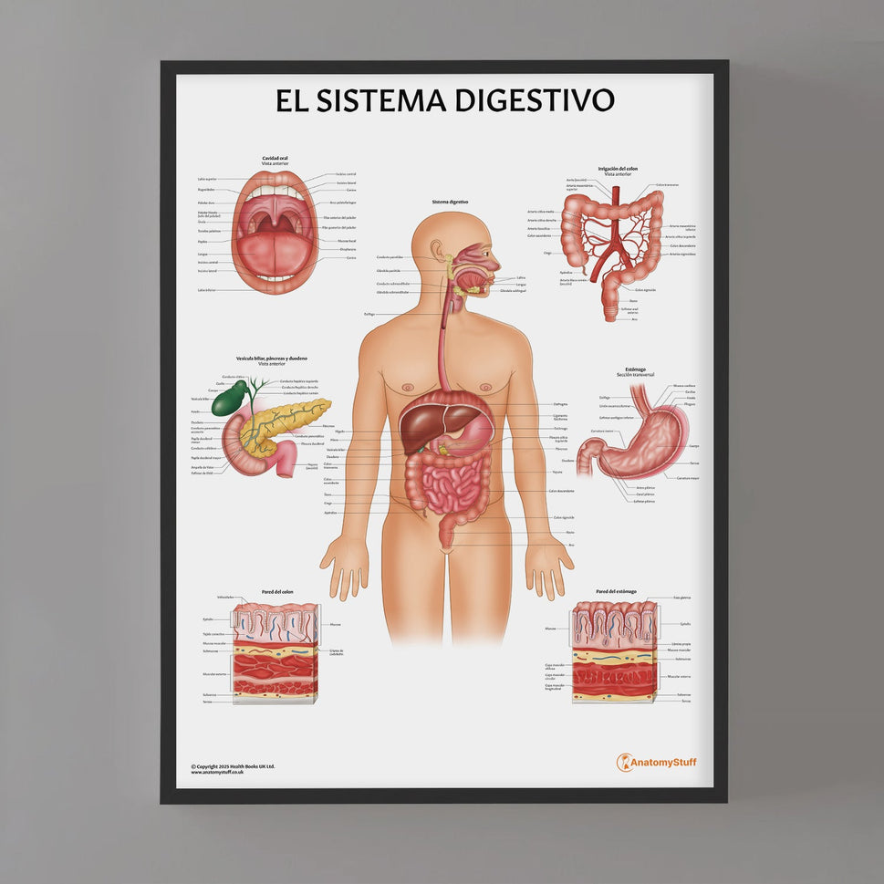 El Sistema Digestivo Chart / Poster - Spanish