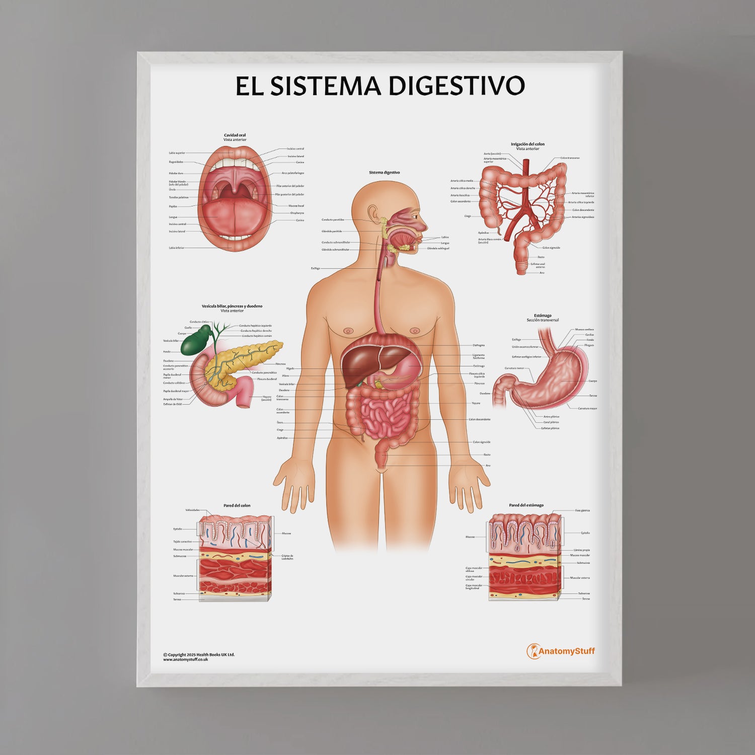 El Sistema Digestivo Chart / Poster - Spanish