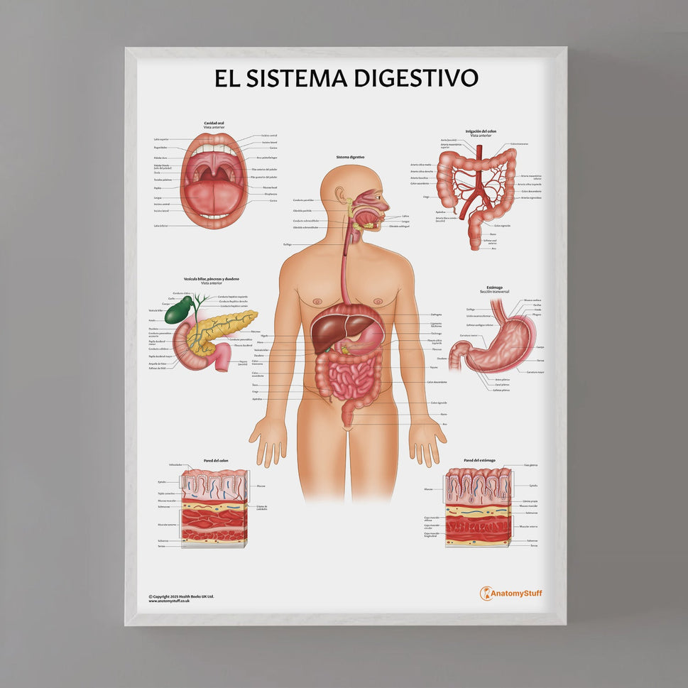 El Sistema Digestivo Chart / Poster - Spanish