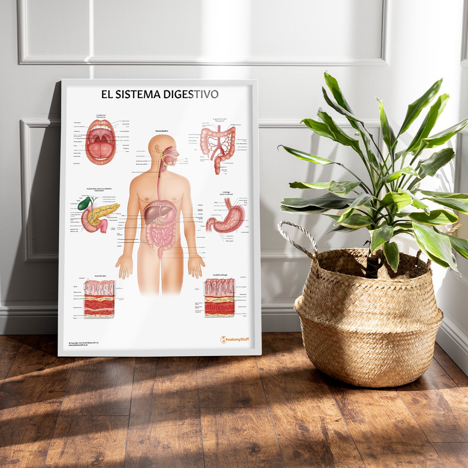 El Sistema Digestivo Chart / Poster - Spanish