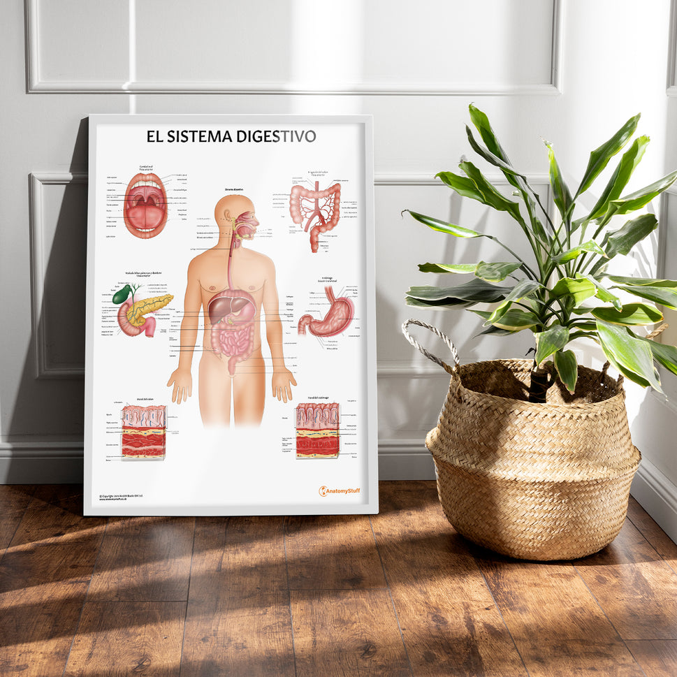 El Sistema Digestivo Chart / Poster - Spanish