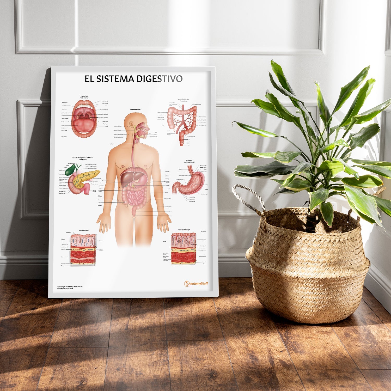 El Sistema Digestivo Chart / Poster - Spanish