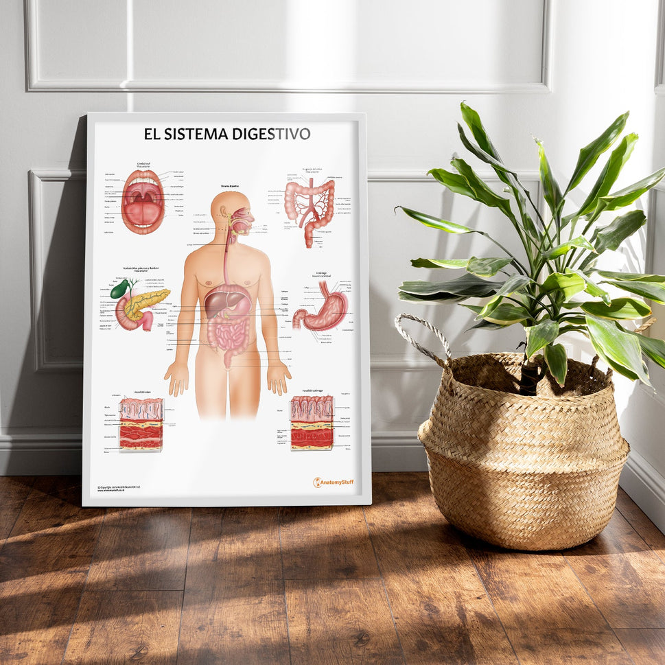 El Sistema Digestivo Chart / Poster - Spanish