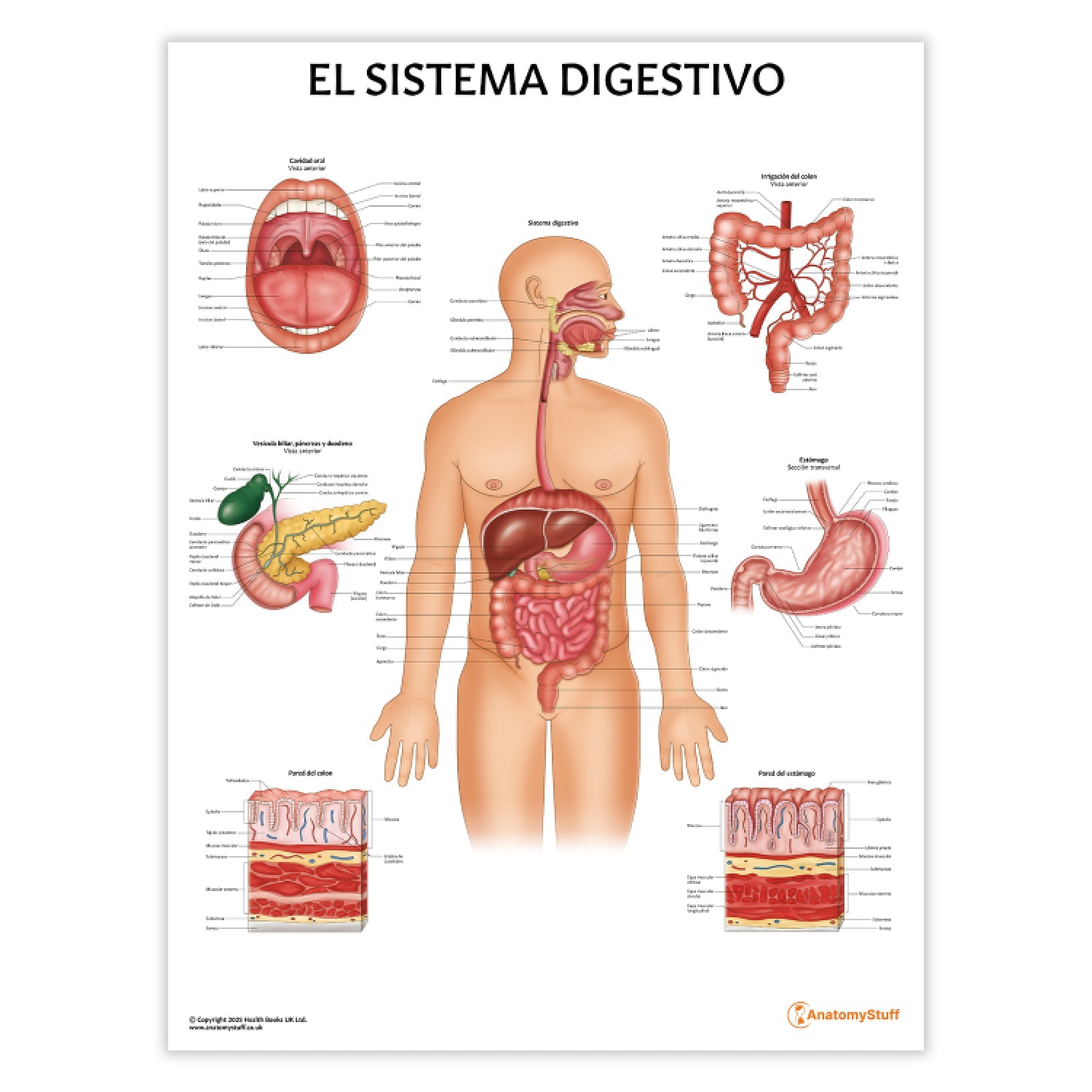 Póster vintage de anatomía del sistema digtivo humano, cartel de Póster vintage de anatomía del sistema digtivo humano, cartel de