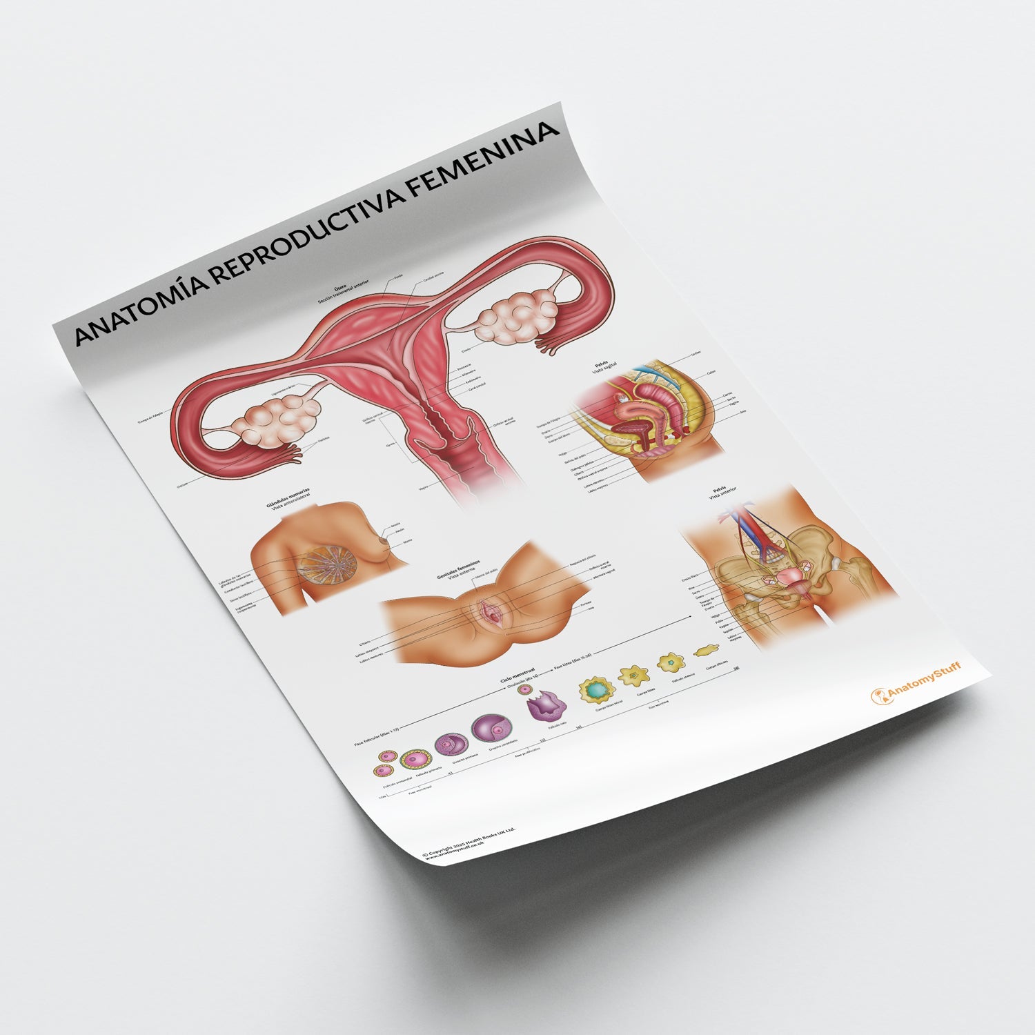 Anatomía Reproductiva Femenina Chart / Poster - Spanish