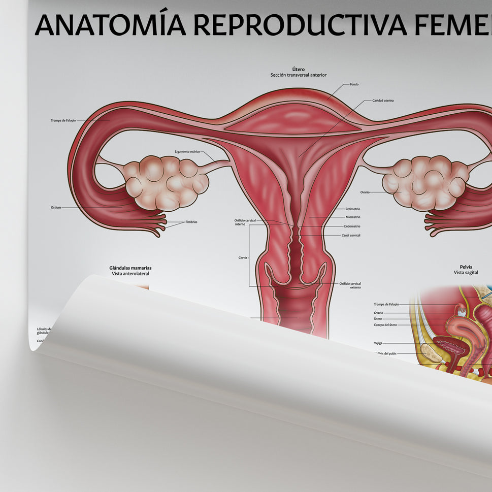 Anatomía Reproductiva Femenina Chart / Poster - Spanish