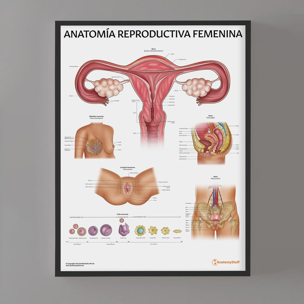 Anatomía Reproductiva Femenina Chart / Poster - Spanish