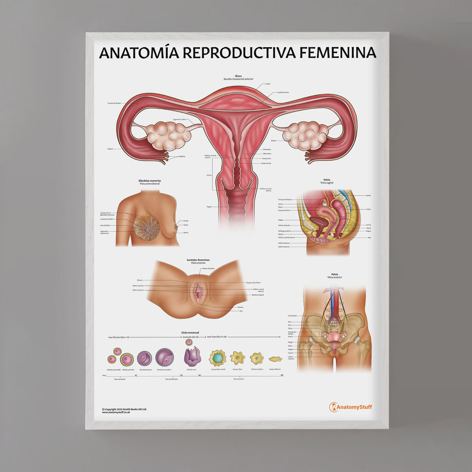 Anatomía Reproductiva Femenina Chart / Poster - Spanish