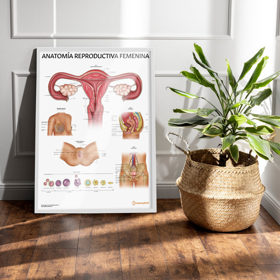 Anatomía Reproductiva Femenina Chart / Poster - Spanish