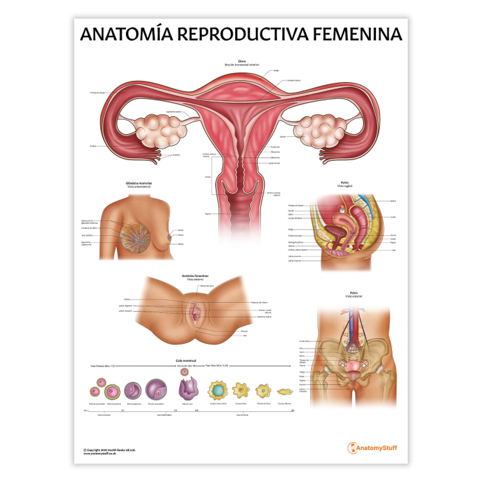 Anatomía Reproductiva Femenina Chart / Poster - Spanish