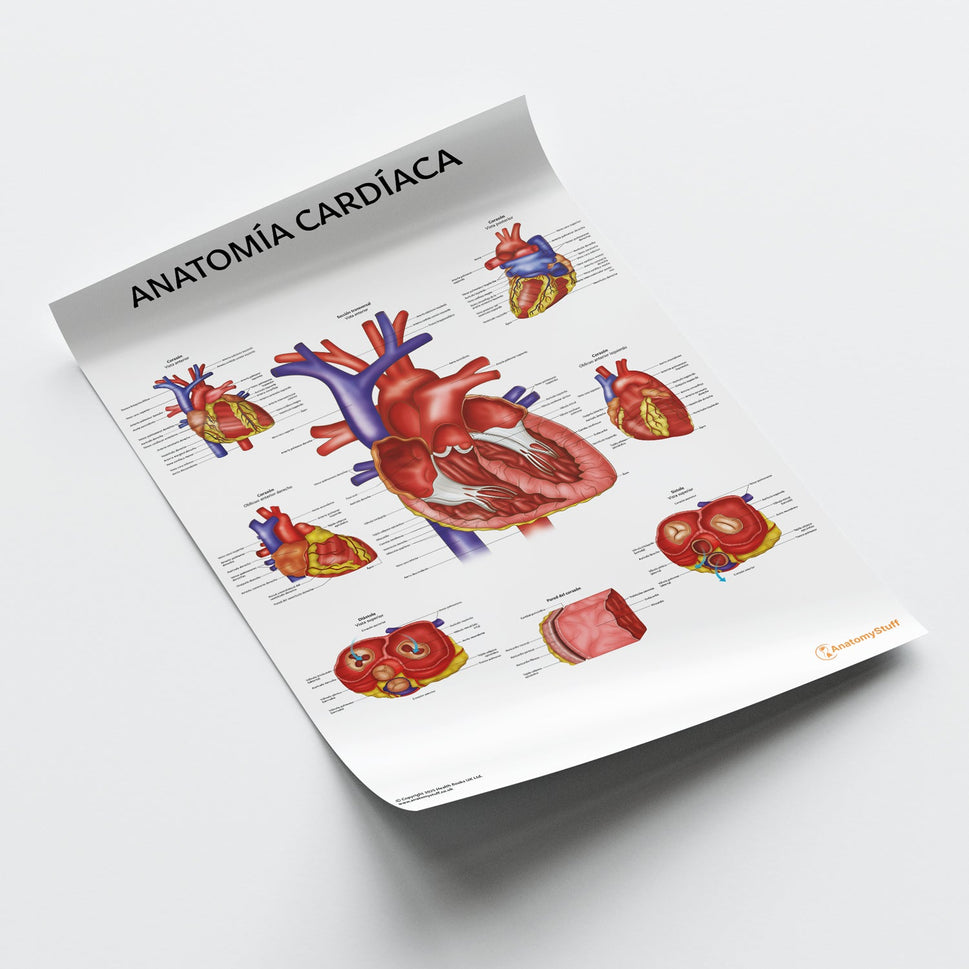 Anatomía Cardíaca Chart / Poster - Spanish