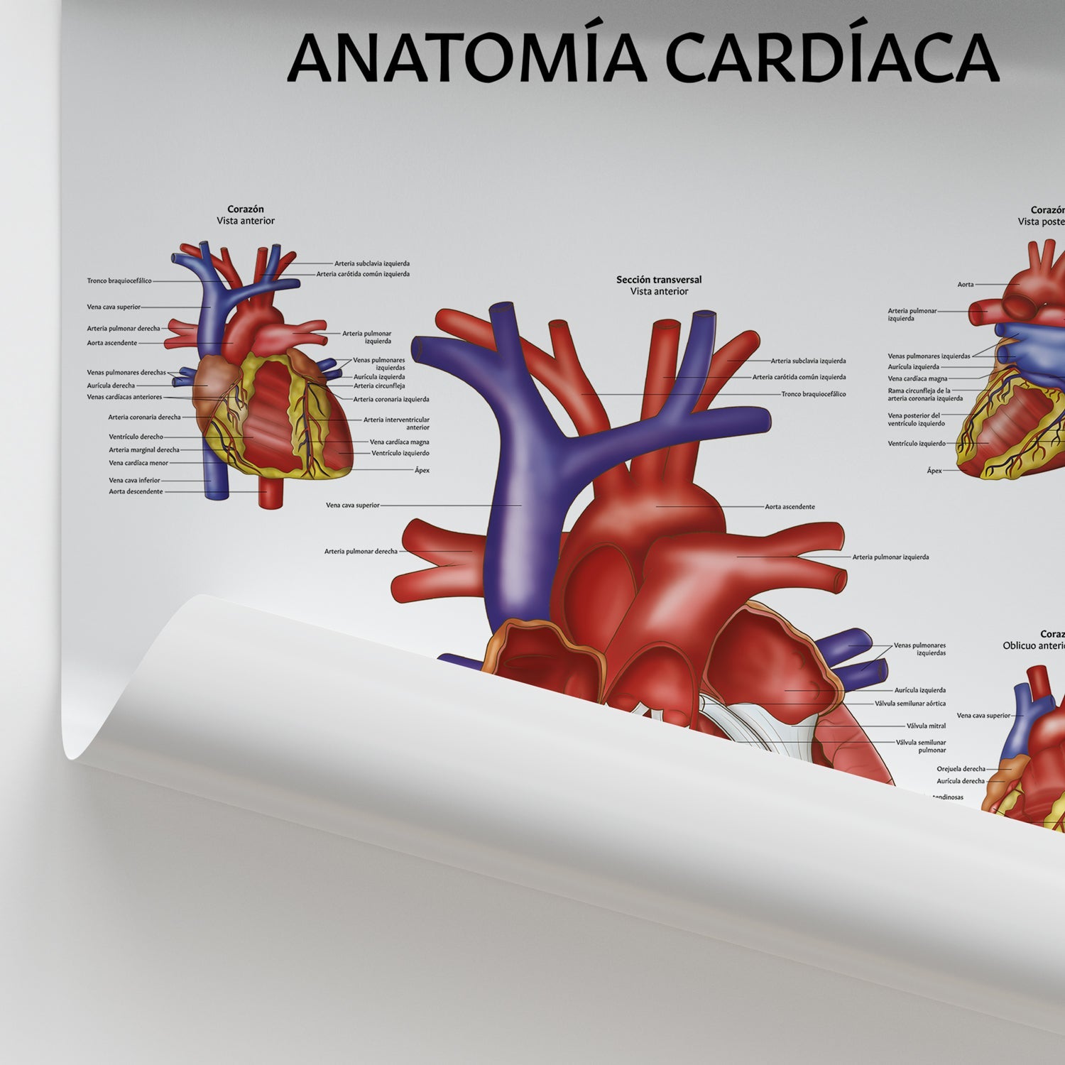 Anatomía Cardíaca Chart / Poster - Spanish