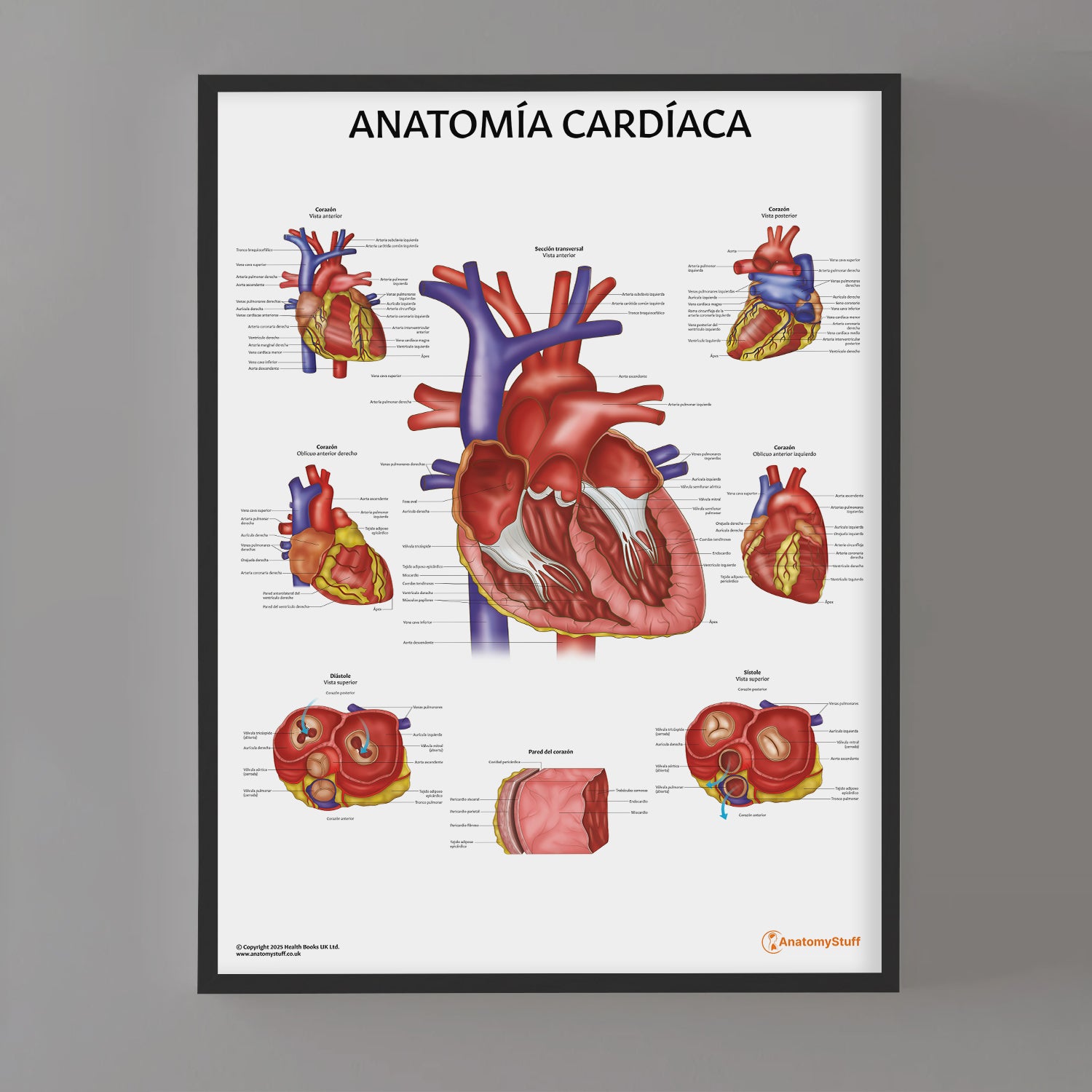 Anatomía Cardíaca Chart / Poster - Spanish