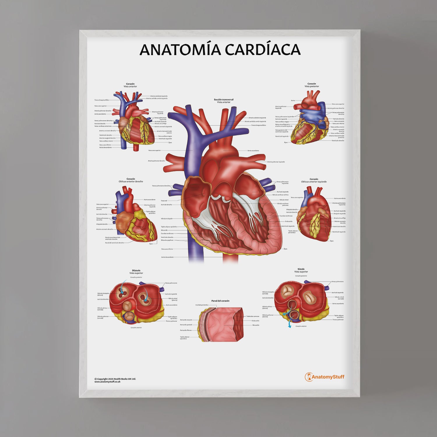 Anatomía Cardíaca Chart / Poster - Spanish