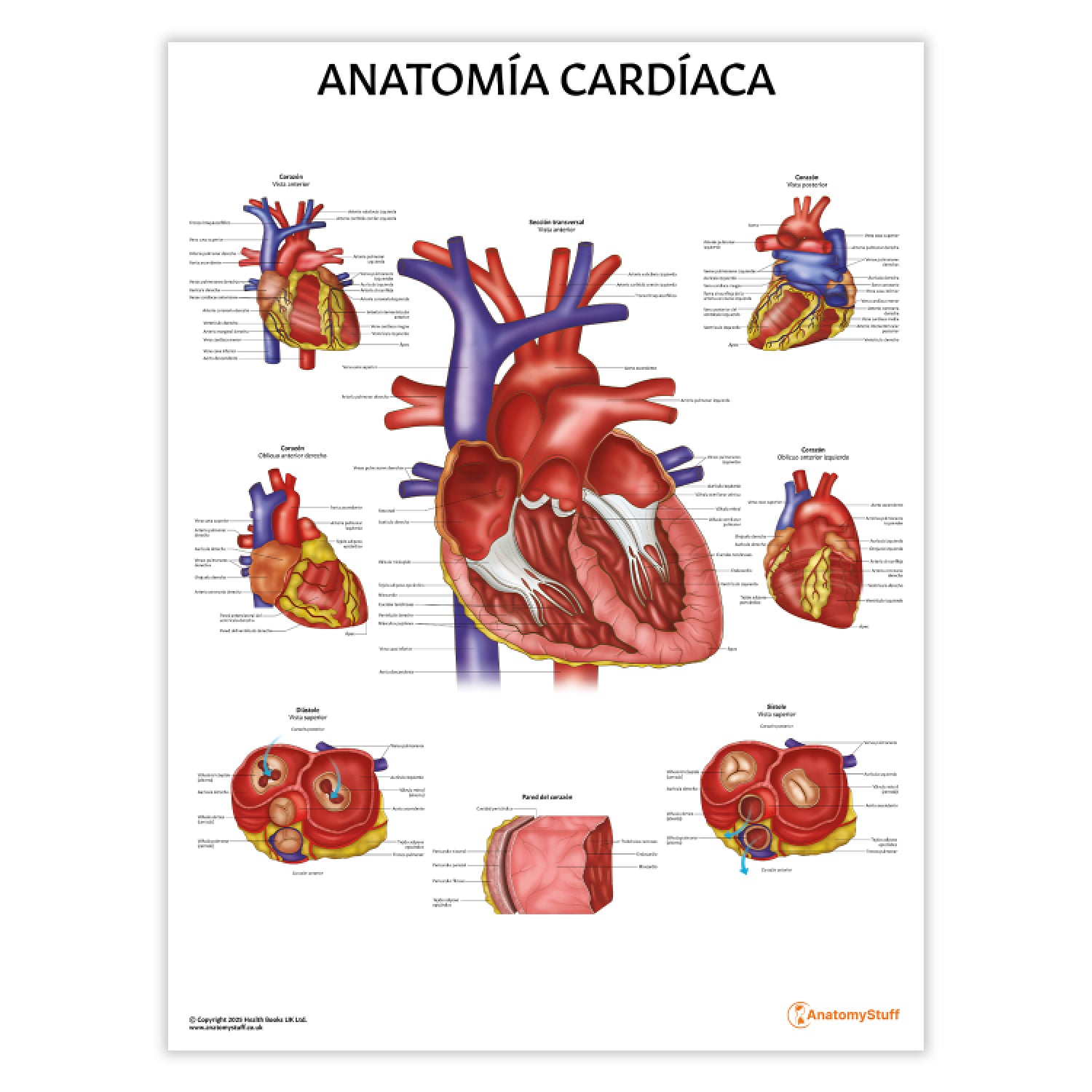 Anatomía Cardíaca Chart / Poster - Spanish