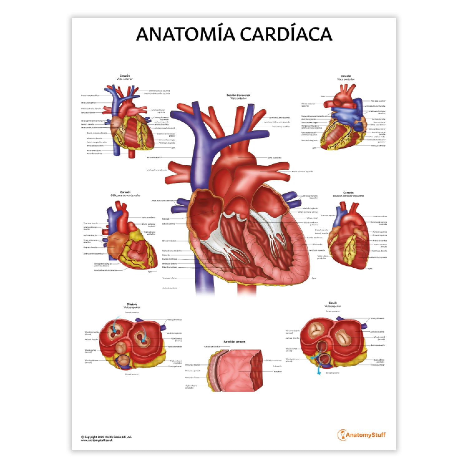 Anatomía Cardíaca Chart / Poster - Spanish