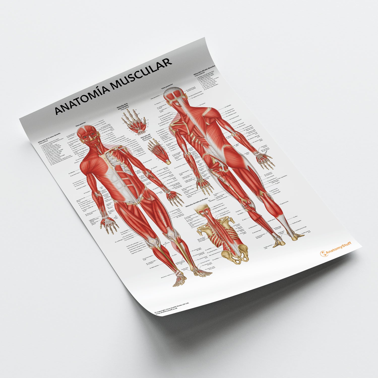 Anatomía Muscular Chart / Poster - Spanish