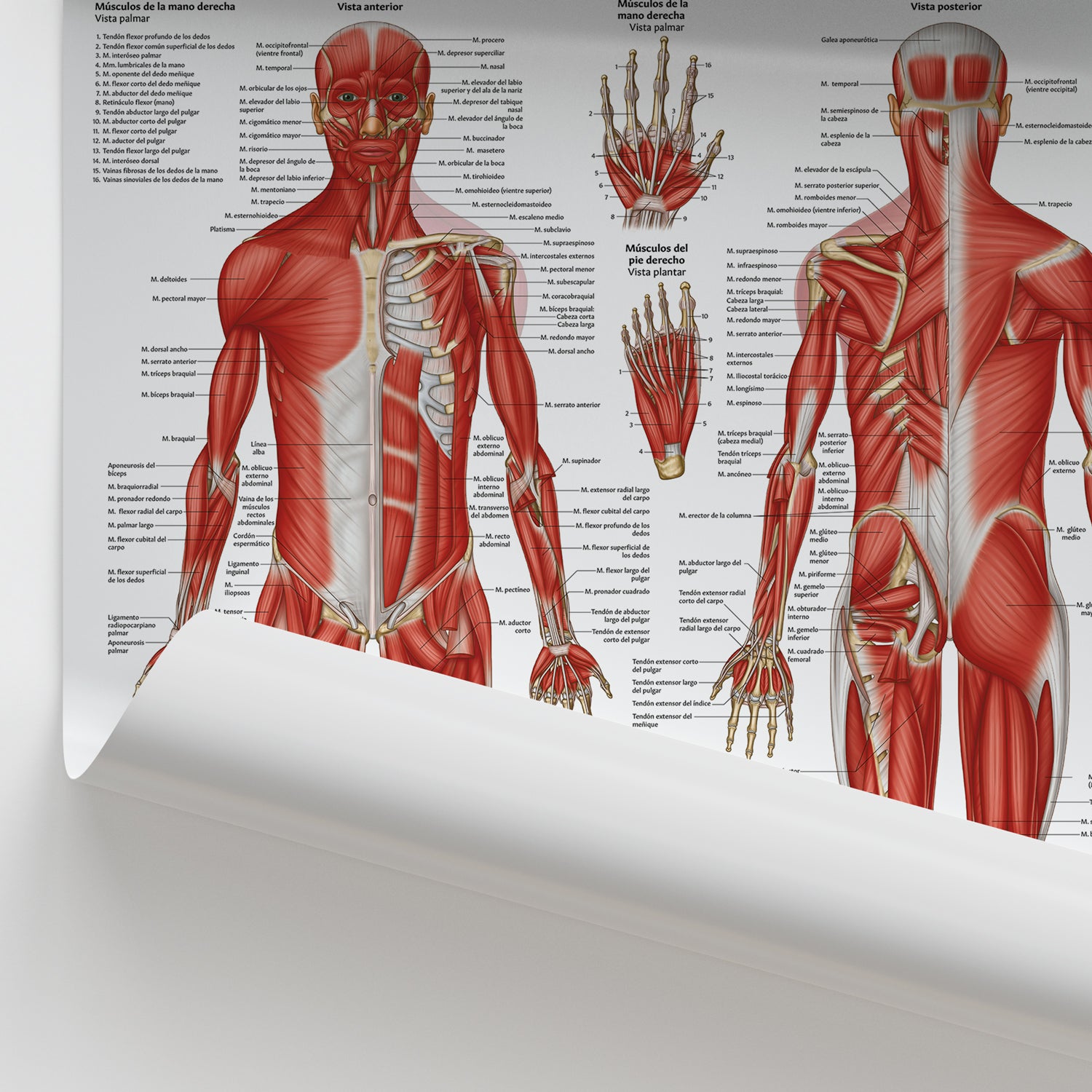 Anatomía Muscular Chart / Poster - Spanish
