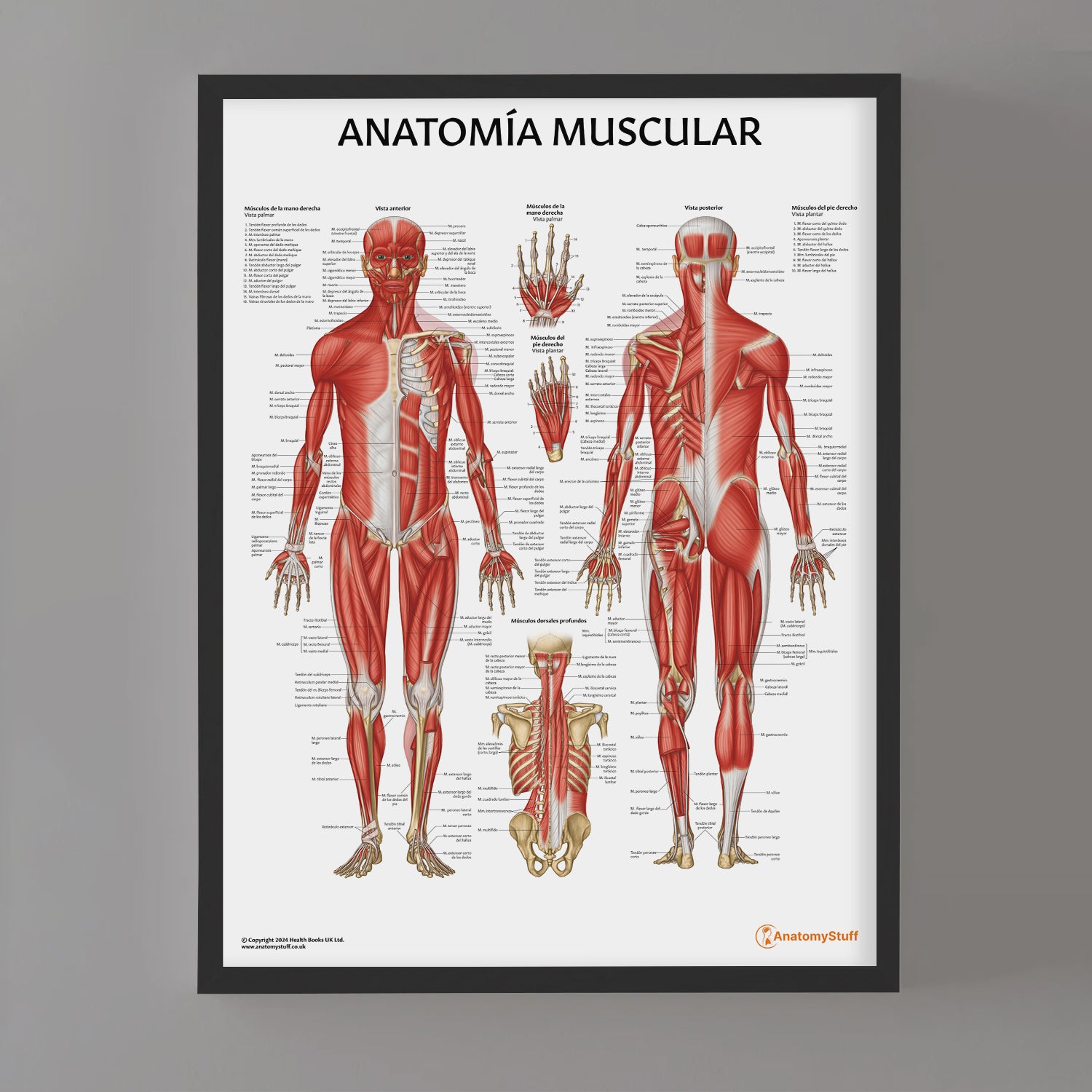 Anatomía Muscular Chart / Poster - Spanish