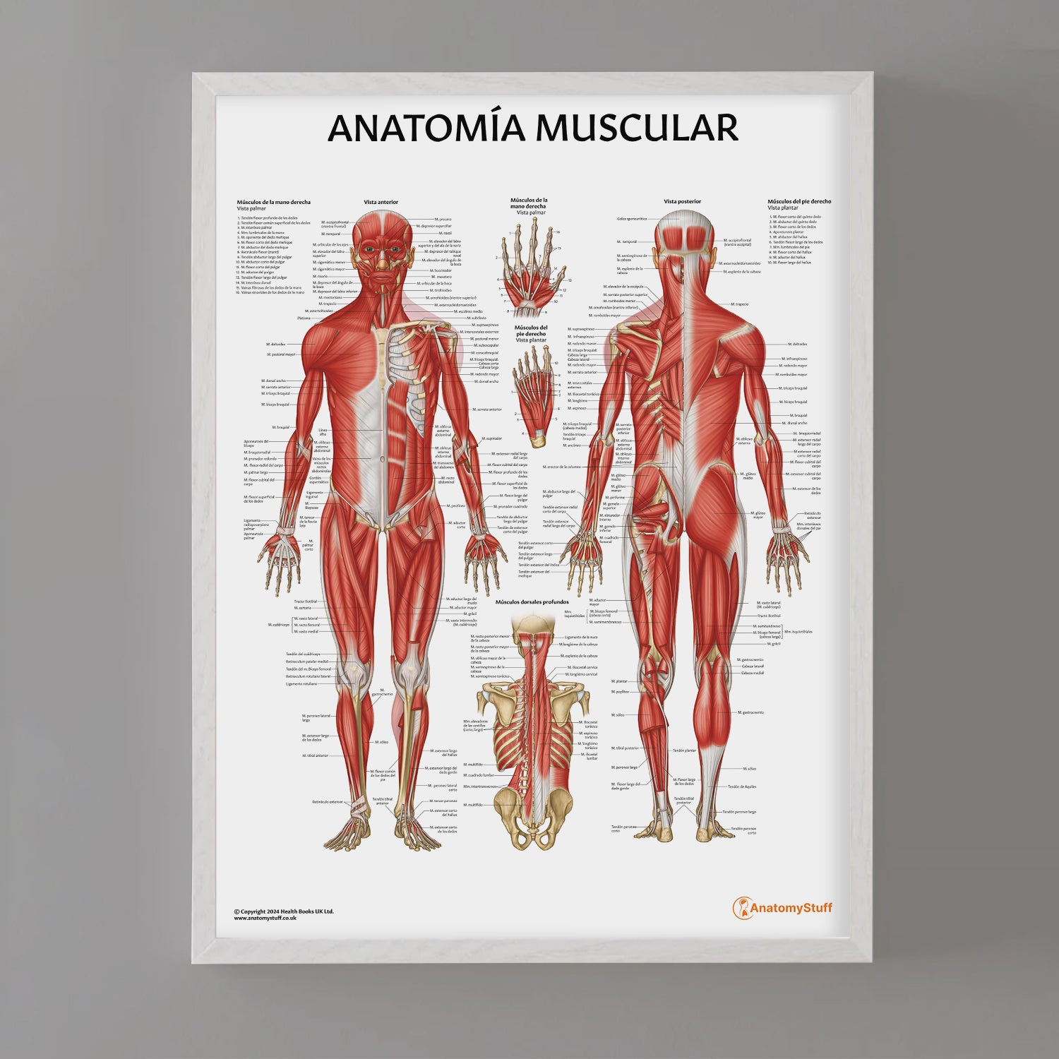 Anatomía Muscular Chart / Poster - Spanish