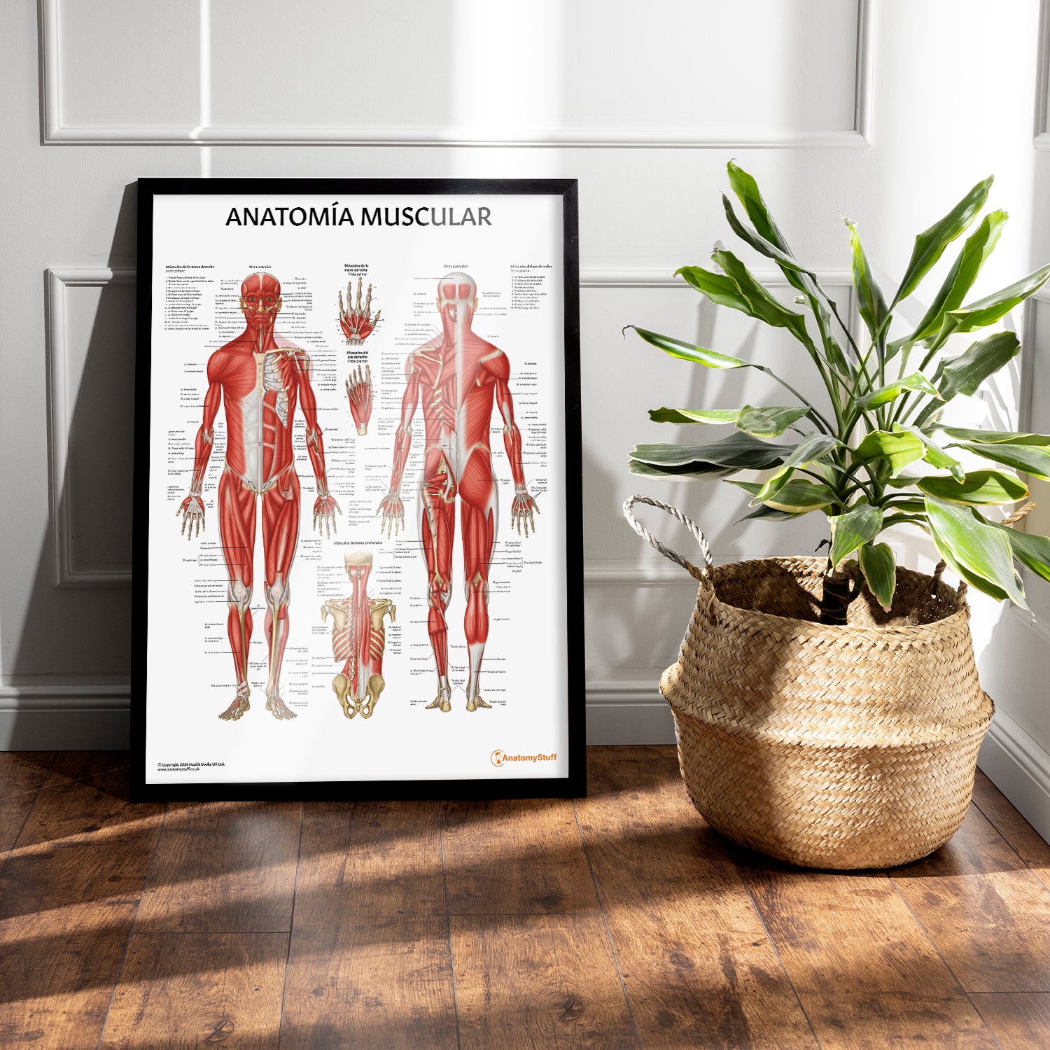 Anatomía Muscular Chart / Poster - Spanish