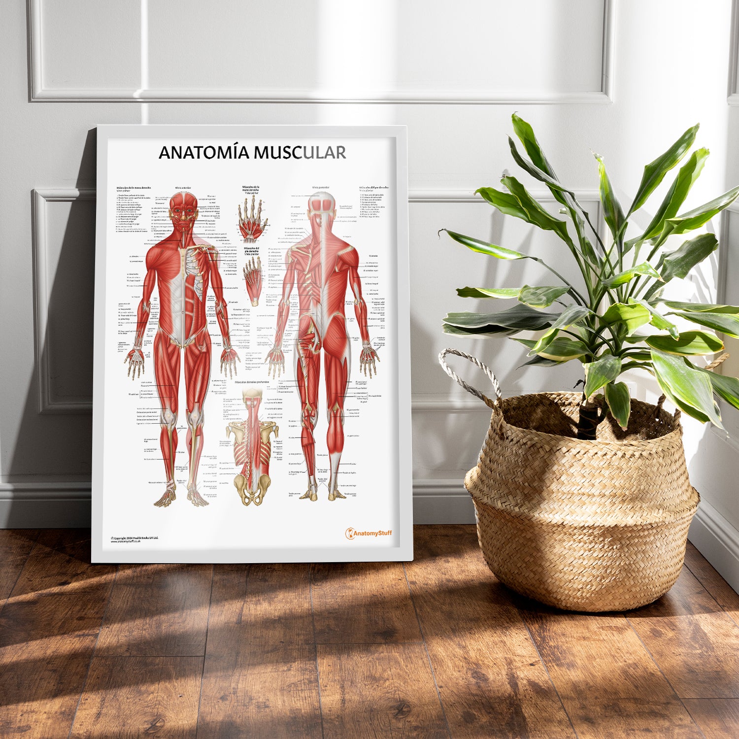 Anatomía Muscular Chart / Poster - Spanish