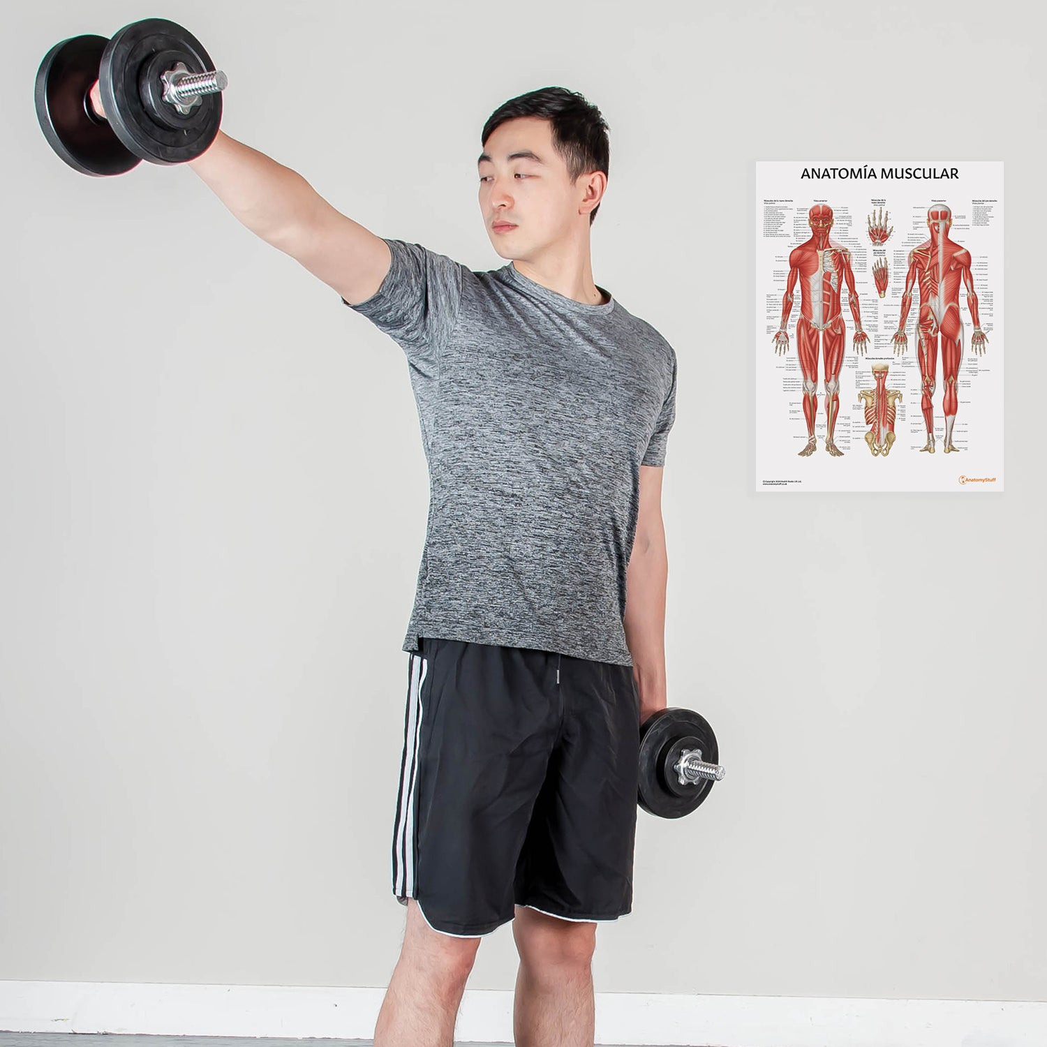 Anatomía Muscular Chart / Poster - Spanish