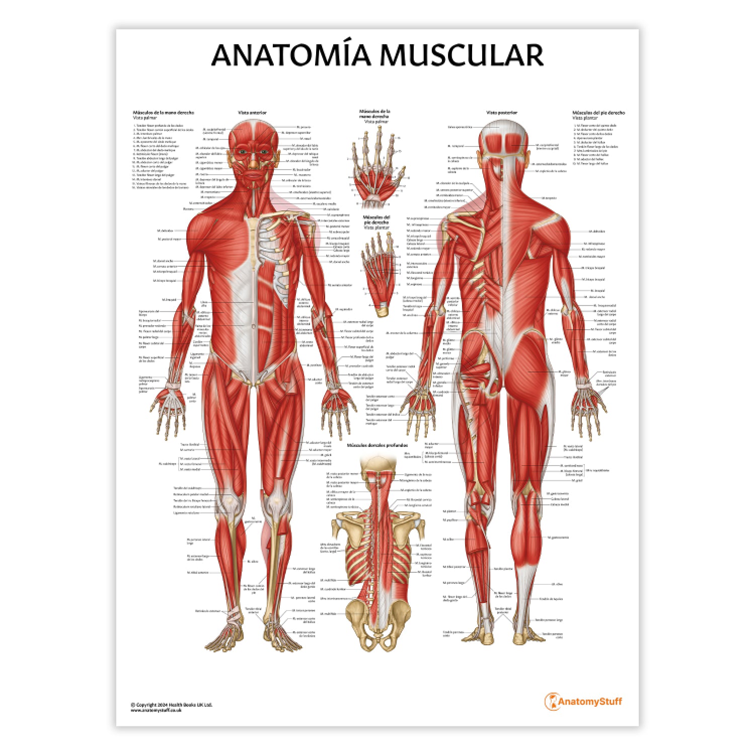 Anatomía Muscular Chart / Poster - Spanish