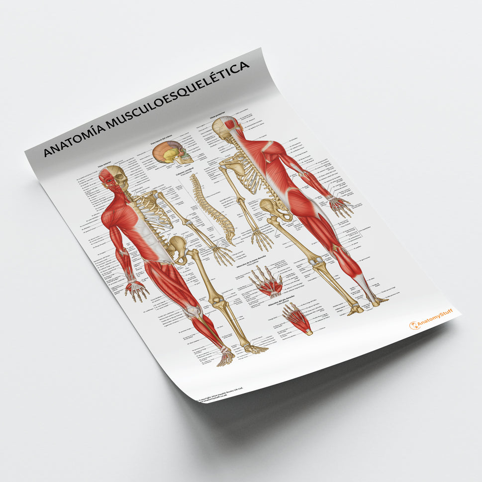 Anatomia Musculoesqueletica Chart / Poster - Spanish