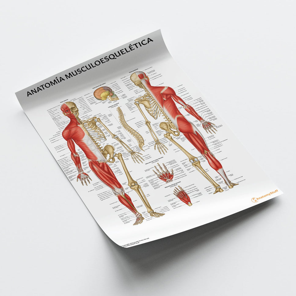 Anatomia Musculoesqueletica Chart / Poster - Spanish