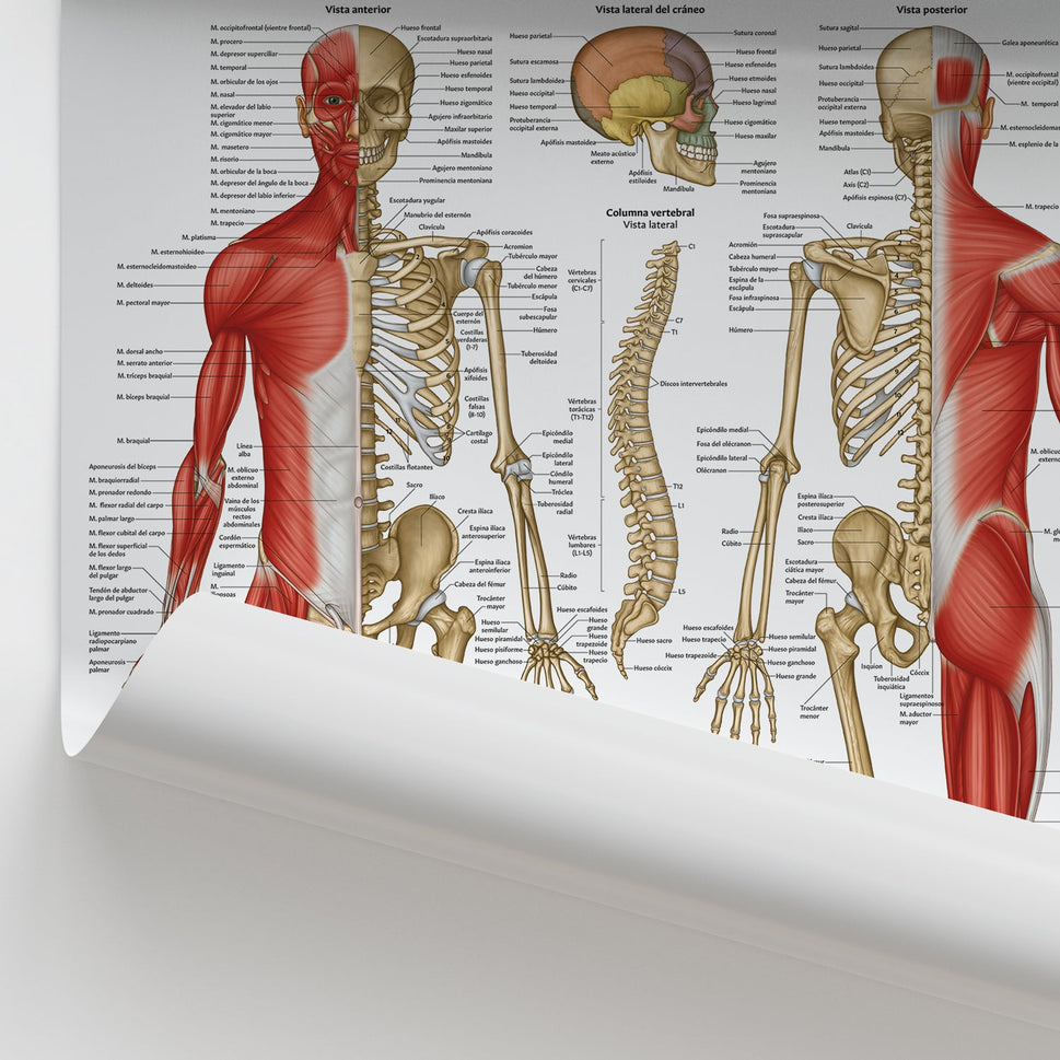 Anatomia Musculoesqueletica Chart / Poster - Spanish
