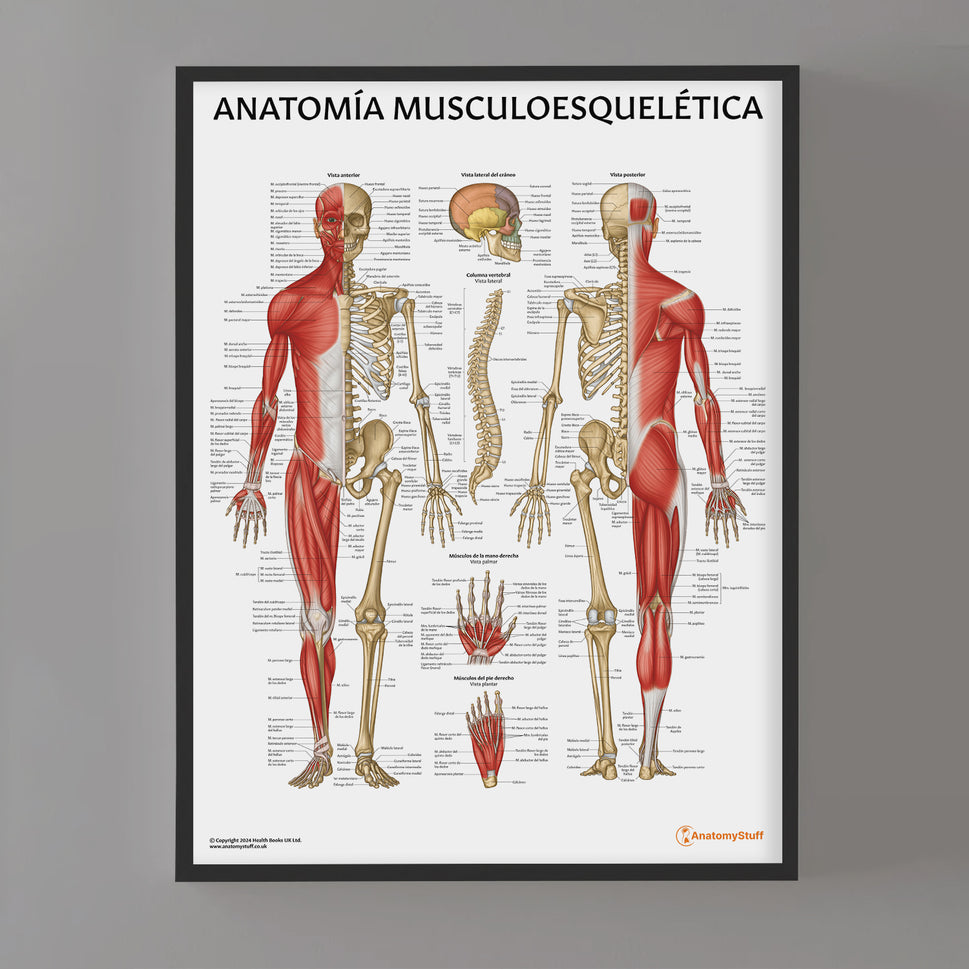 Anatomia Musculoesqueletica Chart / Poster - Spanish