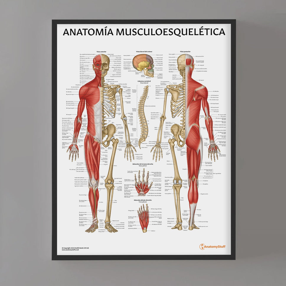 Anatomia Musculoesqueletica Chart / Poster - Spanish