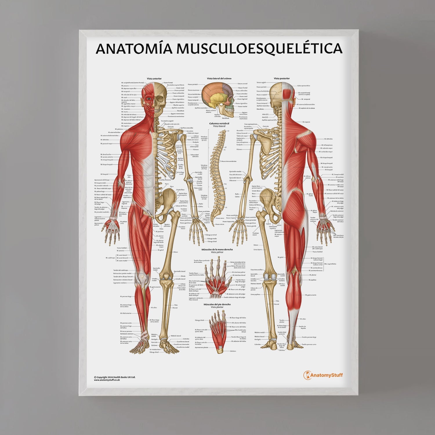 Anatomia Musculoesqueletica Chart / Poster - Spanish