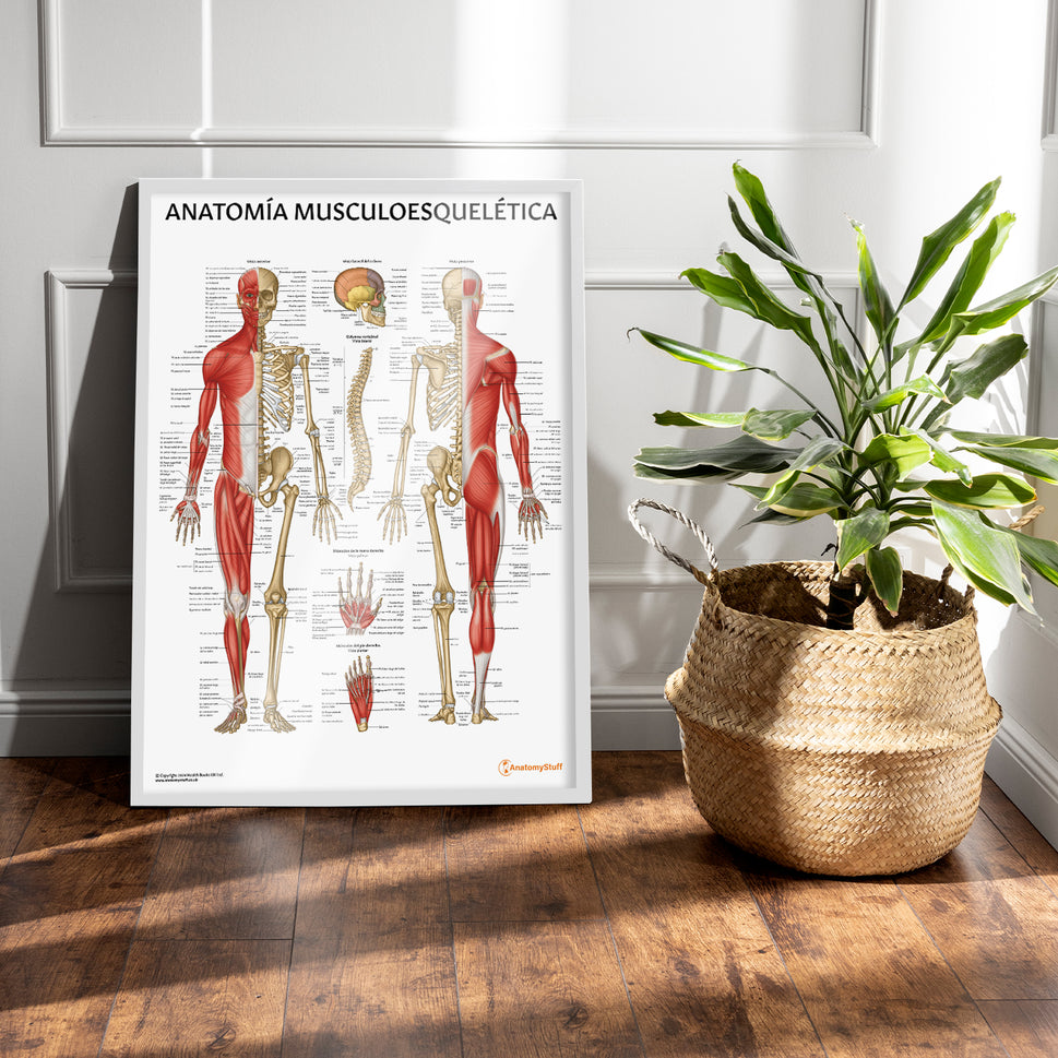 Anatomia Musculoesqueletica Chart / Poster - Spanish