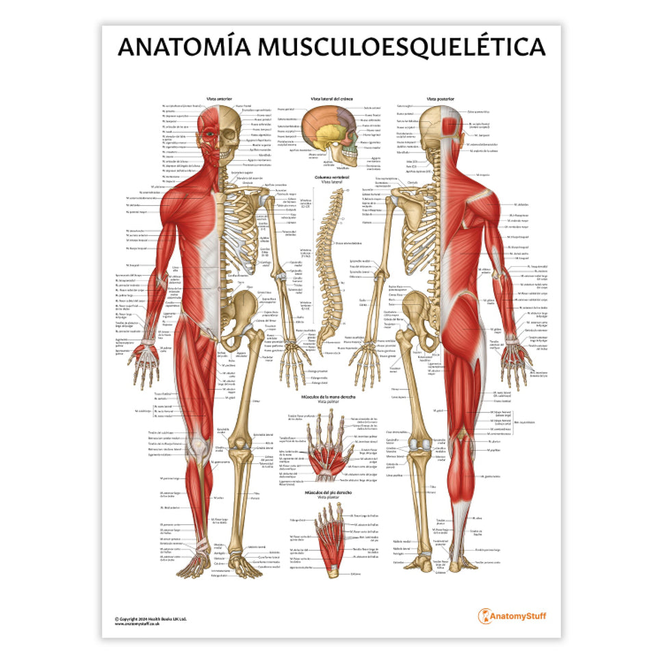 Anatomia Musculoesqueletica Chart / Poster - Spanish
